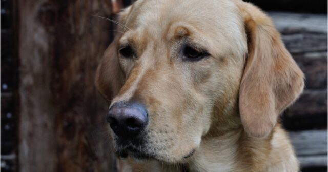 Il cucciolo Labrador incontra una statua che gli somiglia, il video della reazione