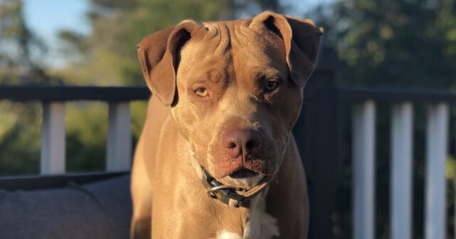 Il cucciolo Pitbull ha nascosto la ciotola in un posto impensabile, il video