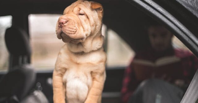 Il cucciolo Shar Pei si innamora della porta di casa, il video è straordinario