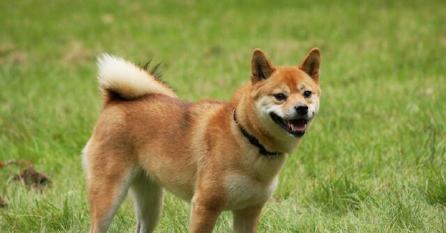 Il cucciolo Shiba Inu e il fratellino si mettono a giocare e combinano un pasticcio, il video