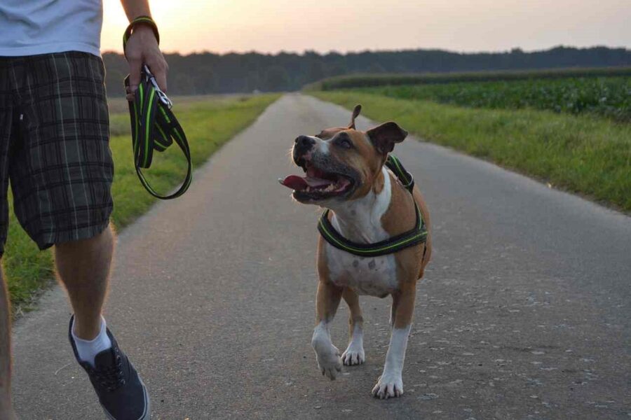 cane va appresso al padrone