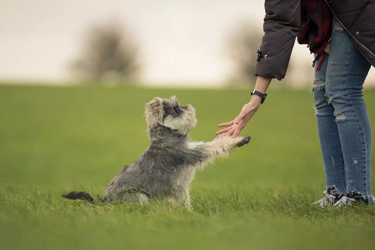 addestramento del cane