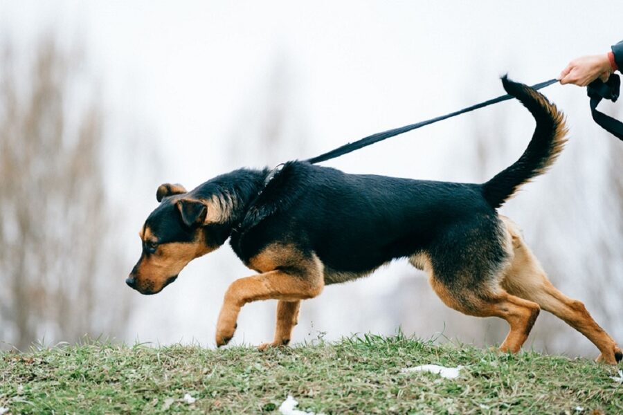 cane tira al guinzaglio