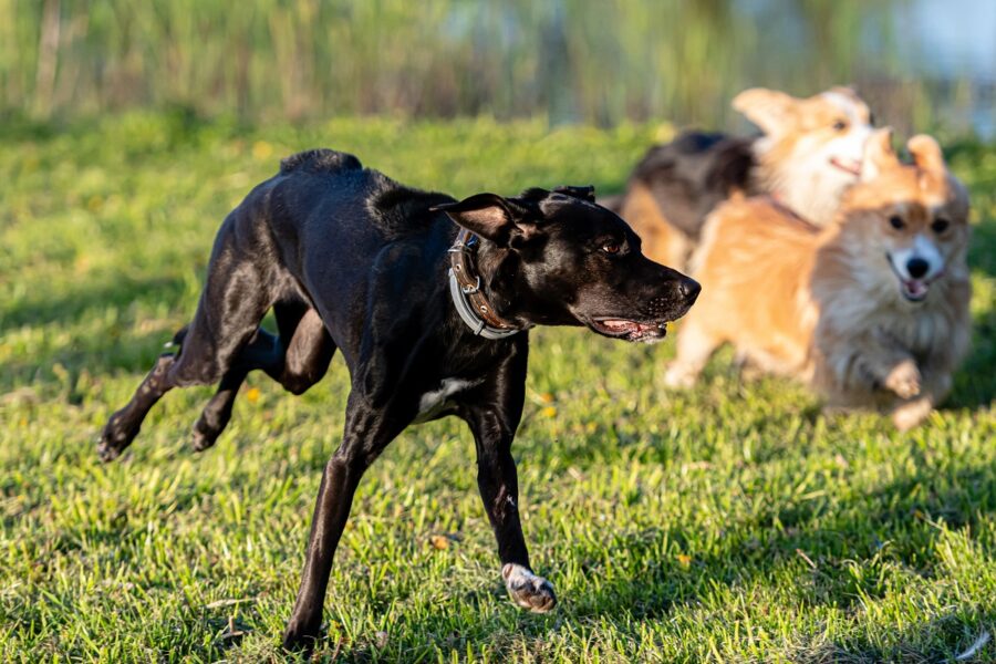 cane al parco