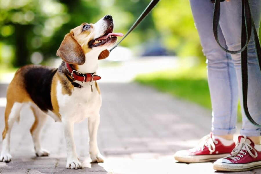 cane al guinzaglio