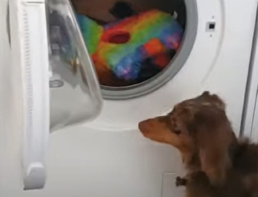 cucciola cane giocattoli preferiti lavatrice