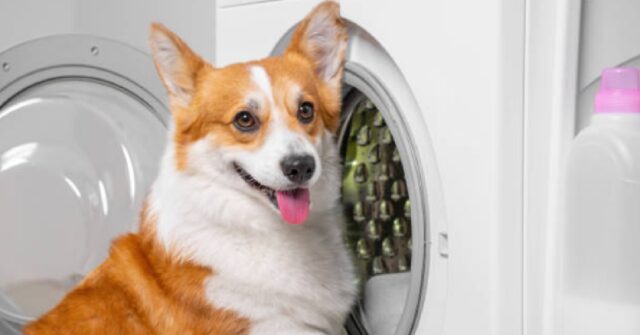 La cucciola di cane cerca di salvare i suoi giochi dalla lavatrice, il video è tenerissimo