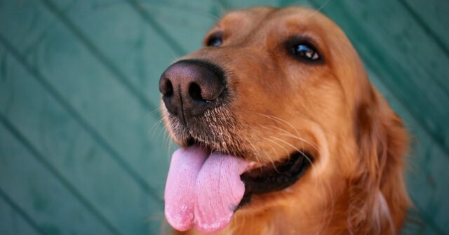 La cucciola Golden Retriever si mette a ballare la salsa con il papà, il video vi stupirà