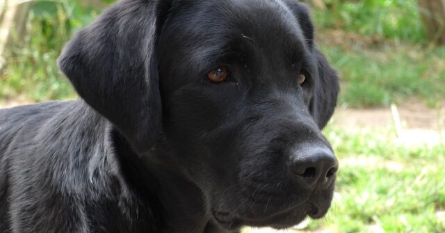 La cucciola Labrador reagisce così quando papà gli chiede se vuole la pappa, il video è spettacolare