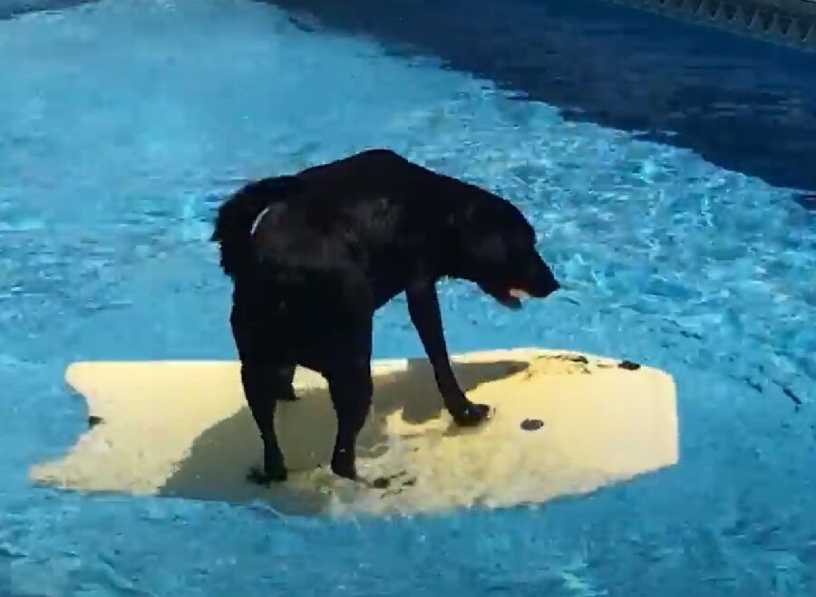 abby cucciola labrador ingegno incredibile