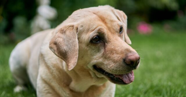 La cucciola Labrador “ruba” il posto della mamma nel letto, il video è esilarante