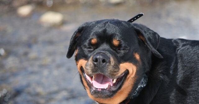 La cucciola Rottweiler realizza che lascerà per sempre il canile, la sua reazione in video è toccante