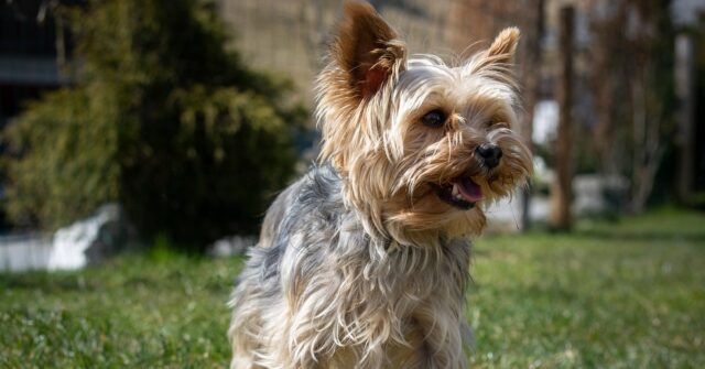 La cucciola Yorkshire Terrier si mette a giocare con un furetto, il video è stupendo