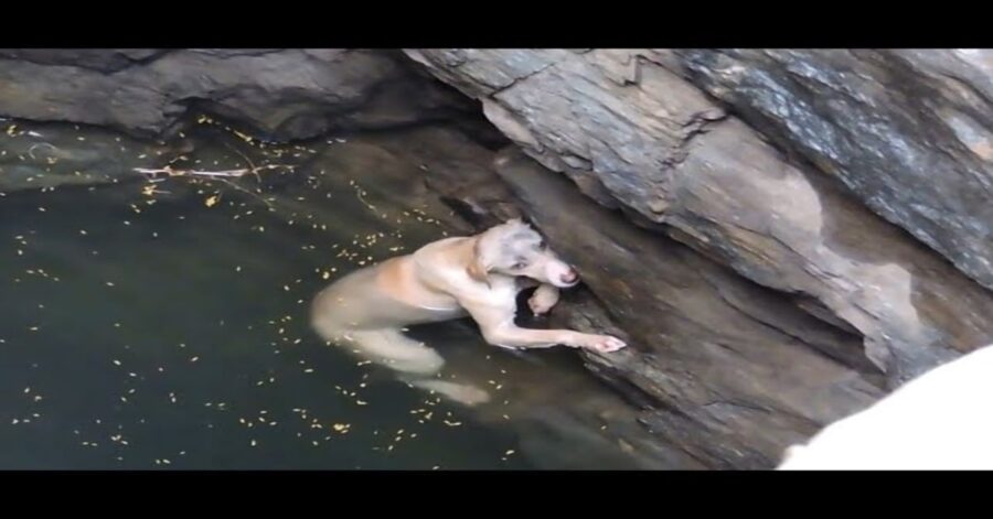 Labrador caduto in un pozzo nuota nel fondo