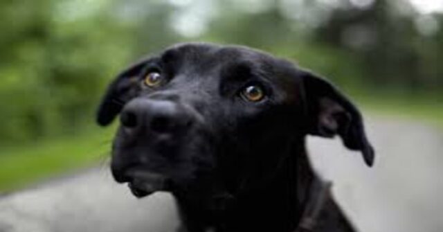 Un cucciolo di Labrador e un delfino nuotano e giocano insieme (VIDEO)