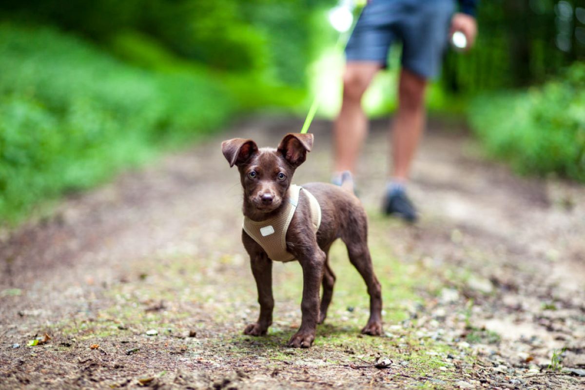 cagnolino al guinzaglio