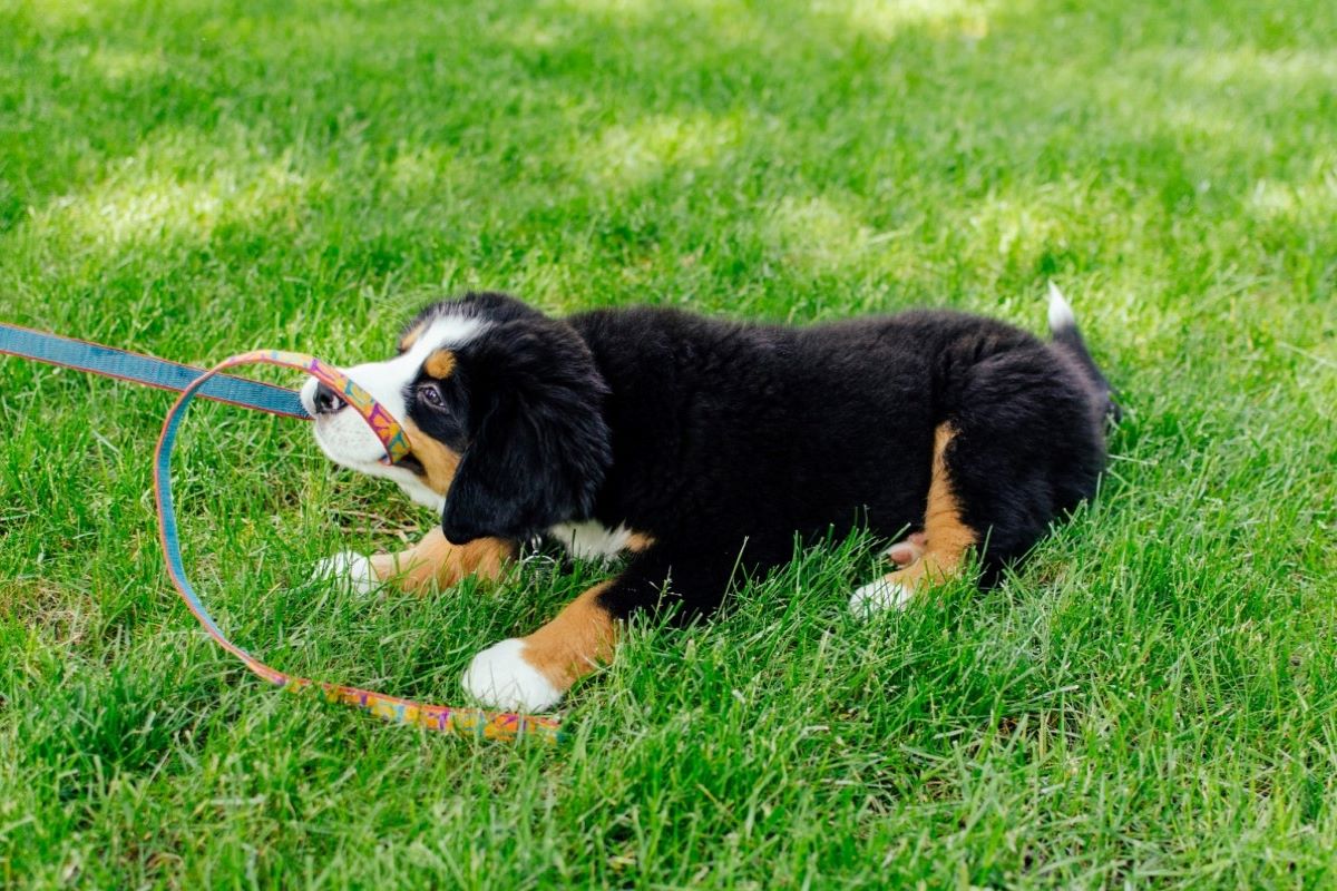 lasciare libero il cucciolo di cane 