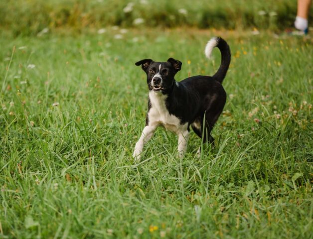 Posso lasciare libero il cucciolo di cane o devo prima addestrarlo?