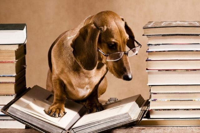 cane che legge