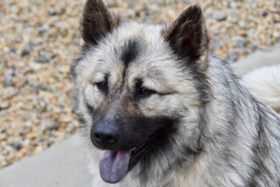 cane che somiglia a un pastore tedesco