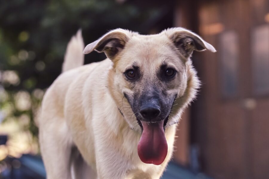 cane con la lingua lunghissima