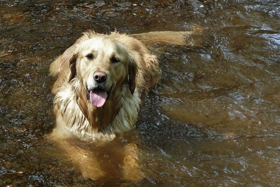 cane che nuova in acqua
