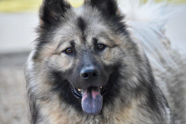 Perché la lingua del cane è diventata viola?