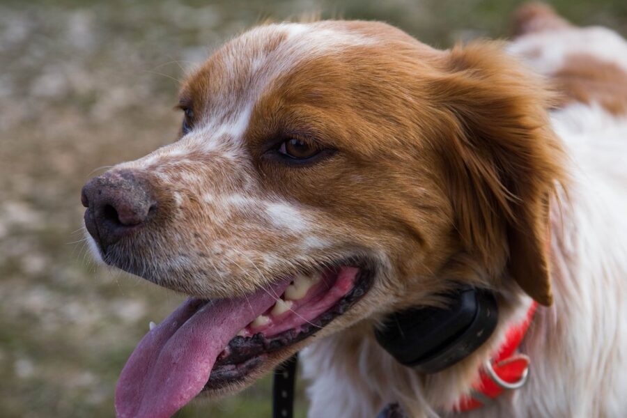 cane da caccia con collare rosso