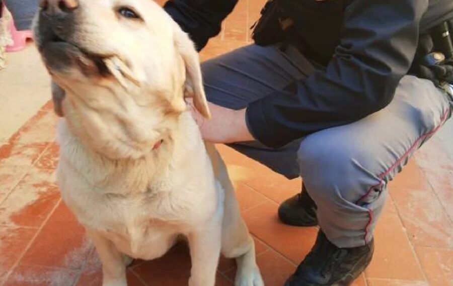 livorno cane guida mary parcheggio