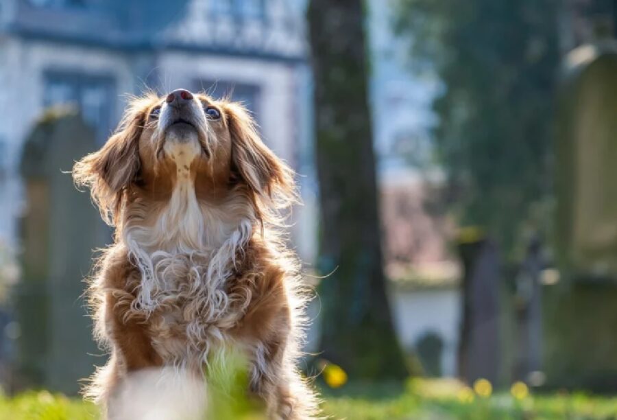 cani presenti in lombardia numeri