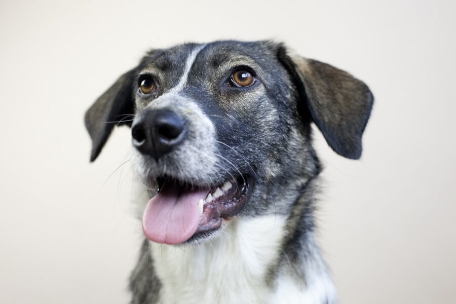 cane anziano con l'espressione felice