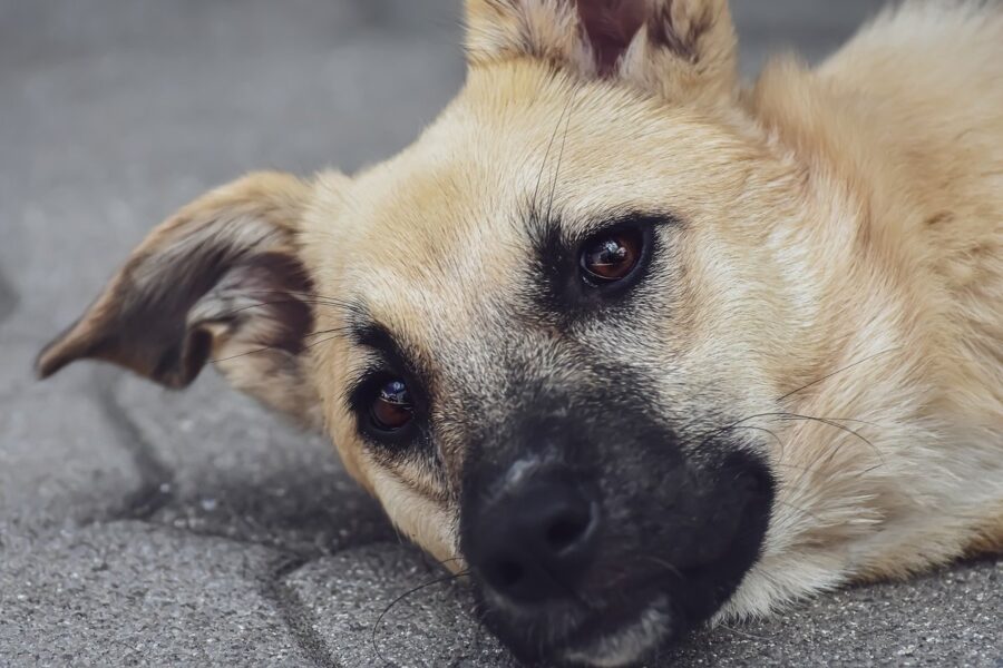 cane disteso su un fianco