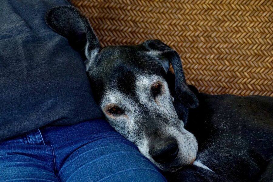 cane anziano appoggiato al suo padrone