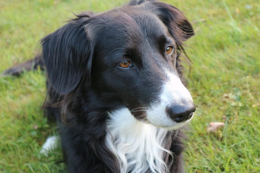 border collie sul prato