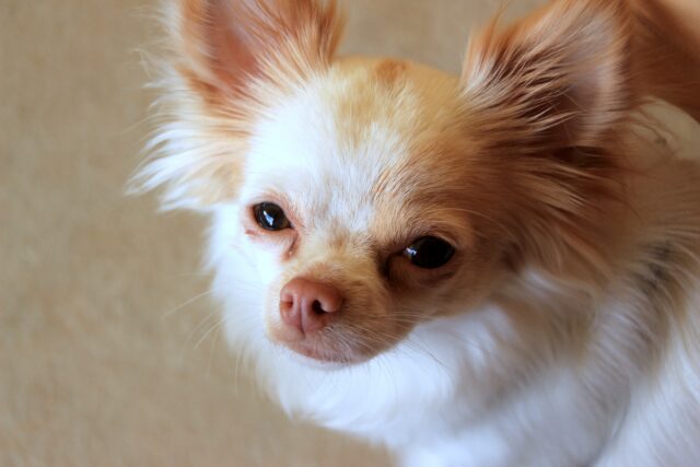 Chihuahua, quanti tipi ne esistono? Piccola guida a questo piccolo cane