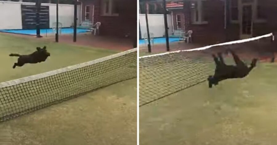 cane maxi sbatte contro rete da tennis