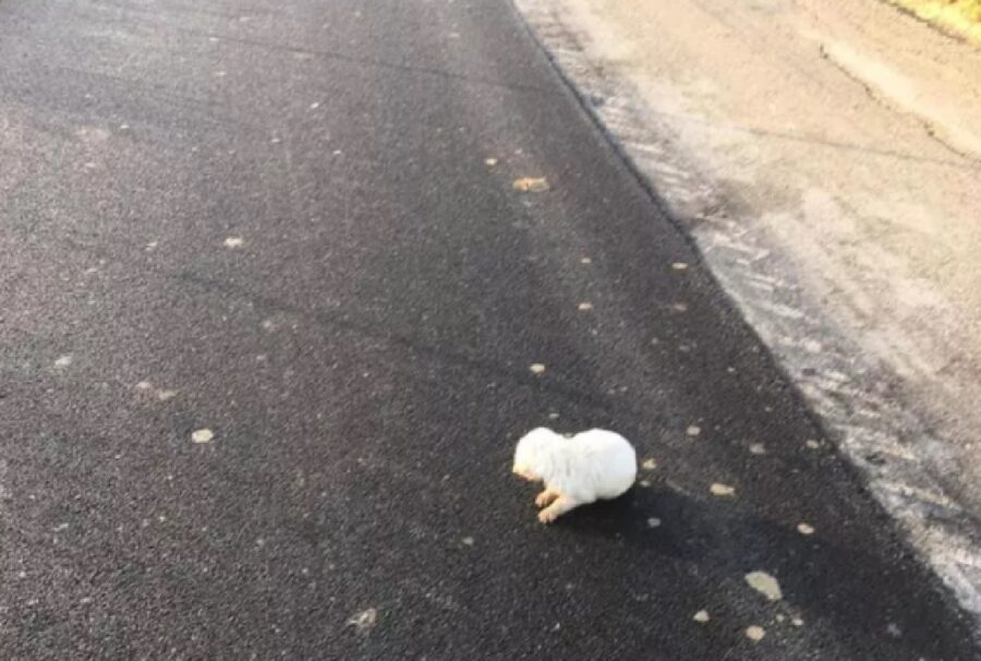 menfi cucciolo trattato stregua oggetto