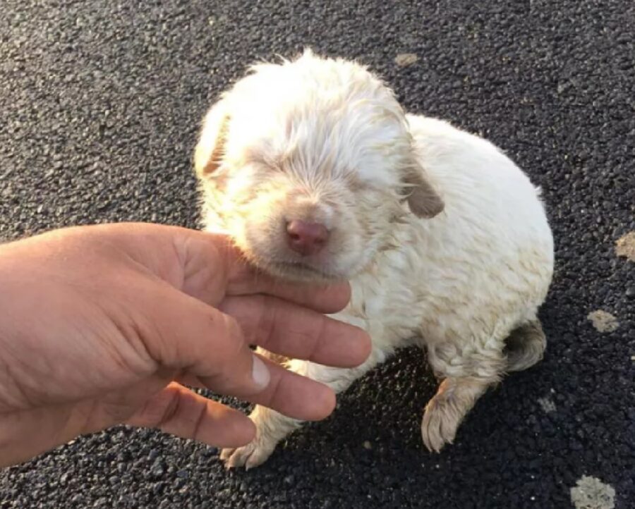 menfi cucciolo strada campagnola