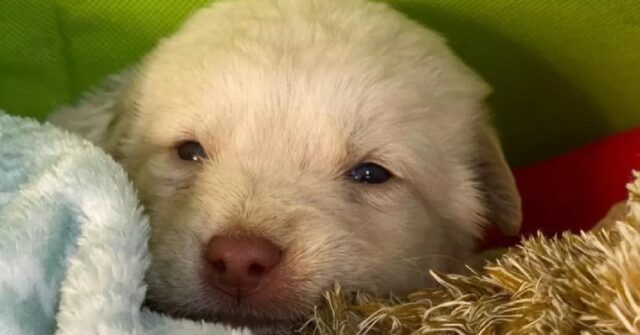 Menfi, il cucciolo che era stato gettato da un’auto in corsa apre finalmente gli occhi