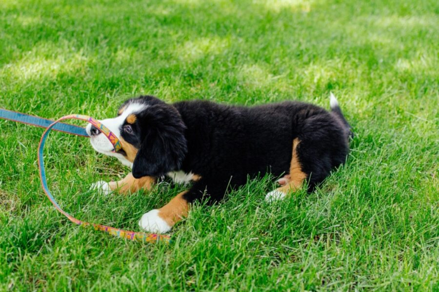 cane tira il guinzaglio