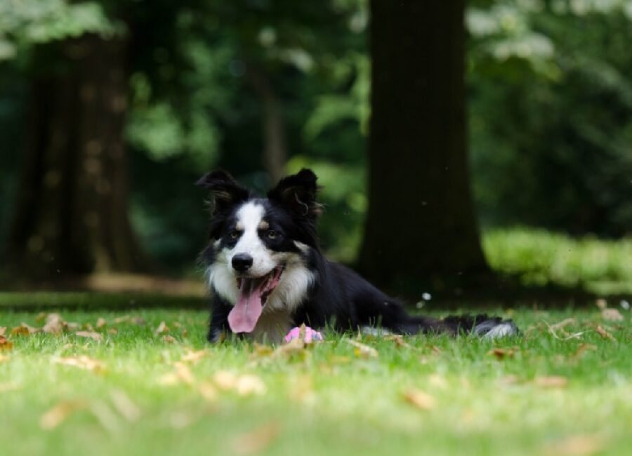 monza cane si trova su prato