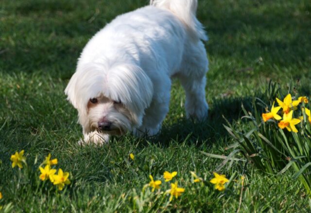 Monza, cane si ferisce a causa di una scatoletta di tonno, proprietaria paga 500€