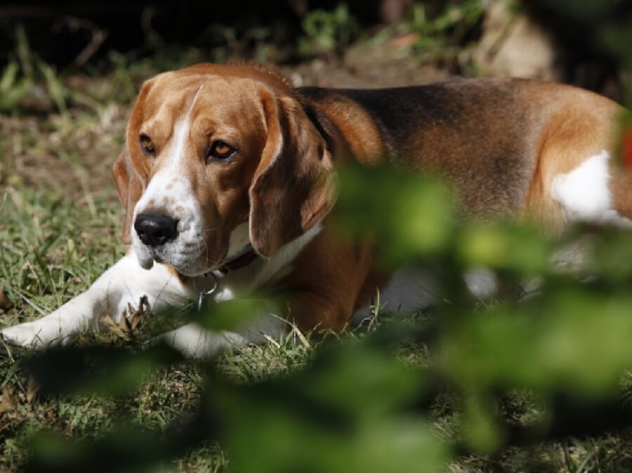 rebecca cagnolina beagle sterpaglie