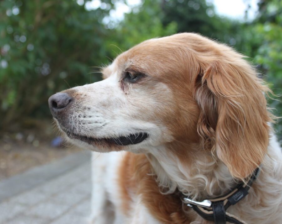 cagnolina sguardo rivolto sinistra