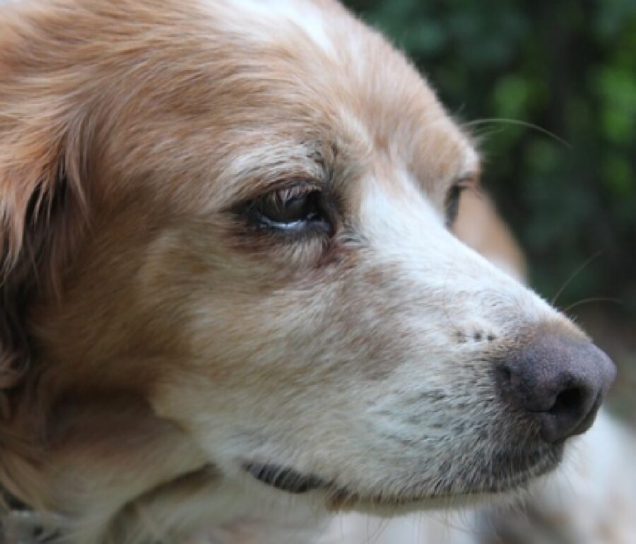 cagnolina breton margot maltrattamenti