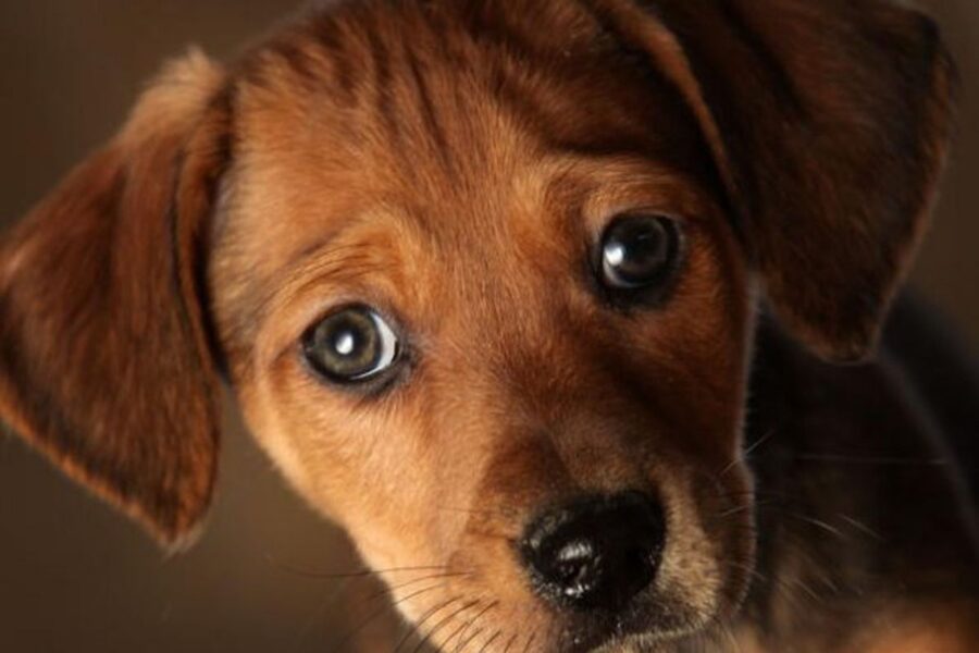 cucciolo di cane