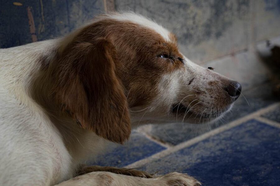 cane con problemi di vista