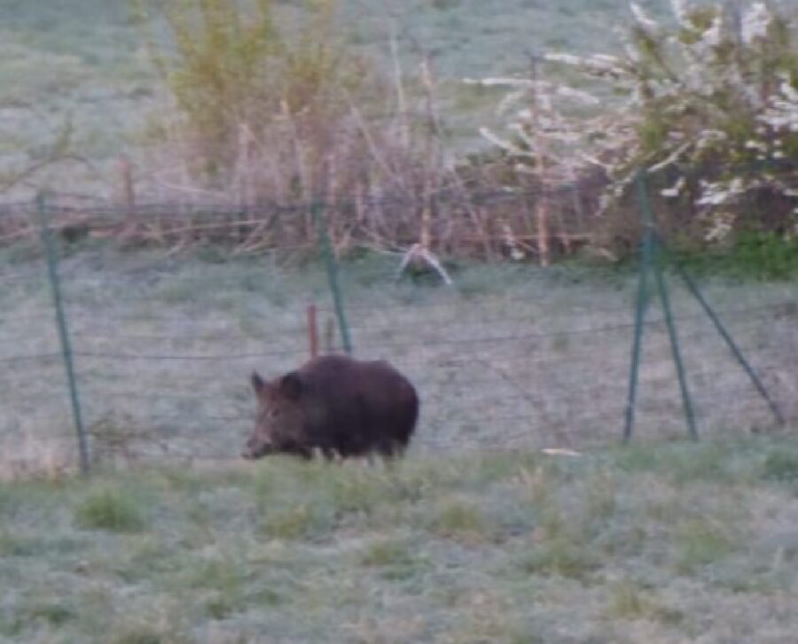 cinghiale passeggiata donna cane