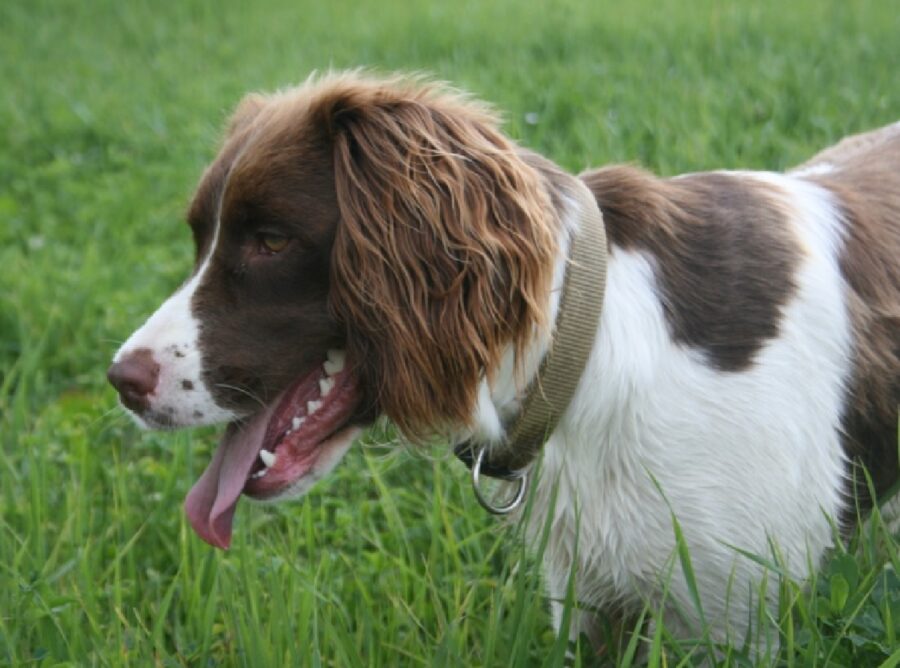 springer spaniel passeggiata mattutina