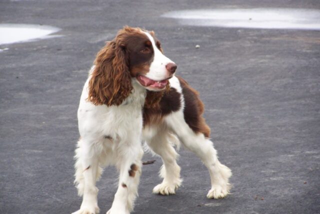 Olgiate Comasco, cane attaccato da un cinghiale, lo difende la proprietaria